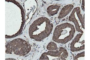 Image no. 6 for anti-Mitochondrial Intermediate Peptidase (MIPEP) (AA 174-516) antibody (ABIN1491015)