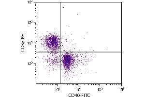 BALB/c mouse splenocytes were stained with Rat Anti-Mouse CD40-FITC. (CD40 抗体  (FITC))