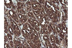Image no. 2 for anti-Receptor Accessory Protein 5 (REEP5) antibody (ABIN1500659) (REEP5 抗体)