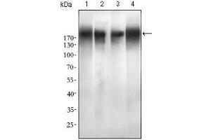Western blot analysis using EGFR mutant mouse mAb against SPC-A-1 (1), A549 (2), HepG2 (3) and MCF-7 (4) cell lysate. (EGFR Mutant (AA 693-893) 抗体)
