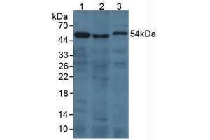Figure. (Prothrombin Fragment 1+2 抗体  (AA 44-327))