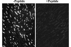 Immunofluorescence (IF) image for anti-Solute Carrier Family 5 (Sodium/glucose Cotransporter), Member 1 (SLC5A1) (Internal Region) antibody (ABIN7013885)