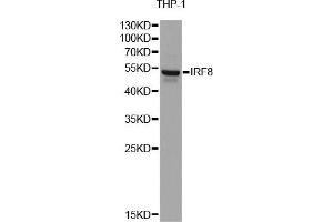 Western blot analysis of extracts of THP-1 cells, using IRF8 antibody (ABIN6290501) at 1:1000 dilution. (IRF8 抗体)