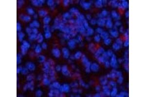 Immunofluorescence analysis of Mouse spleen tissue using CBX3 Monoclonal Antibody at dilution of 1:200. (CBX3 抗体)