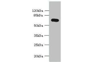 Western blot All lanes: KCNS2 antibody at 4 μg/mL + Mouse eye tissue Secondary Goat polyclonal to rabbit IgG at 1/10000 dilution Predicted band size: 54 kDa Observed band size: 54 kDa (KCNS2 抗体  (AA 1-183))