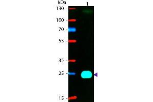 Western blot of Phycoerythrin conjugated Goat F(ab’)2 Anti-Mouse IgG F(ab’)2 Pre-Adsorbed secondary antibody. (山羊 anti-小鼠 IgG (F(ab')2 Region) Antibody (PE) - Preadsorbed)