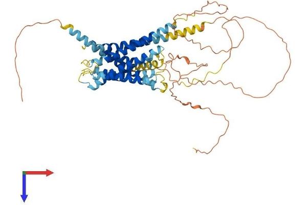 GPR75 Protein (AA 1-540) (His tag)
