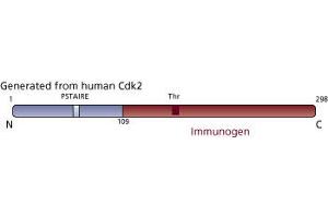 Image no. 3 for anti-Cyclin-Dependent Kinase 2 (CDK2) (AA 109-298) antibody (ABIN967777) (CDK2 抗体  (AA 109-298))