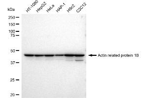 Western blotting analysis using Actin related protein 1B antibody (ABIN7797651).