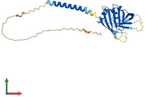 AlphaFold protein structure predicition of Mouse Recombinant Itm2c Protein, UniprotID Q91VK4