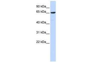Image no. 1 for anti-Early B-Cell Factor 4 (EBF4) (AA 107-156) antibody (ABIN6740319) (EBF4 抗体  (AA 107-156))