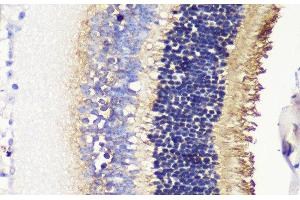 Immunohistochemistry of paraffin-embedded Mouse retina using PDC Polyclonal Antibody at dilution of 1:200 (40x lens). (Phosducin 抗体)