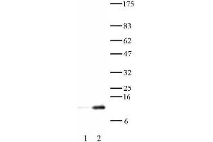 Histone H4 acetyl Lys12 antibody tested by Western blot. (Histone H4 抗体  (acLys12))