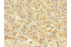 Immunohistochemistry of paraffin-embedded human adrenal gland tissue using ABIN7172677 at dilution of 1:100 (TAF13 抗体  (AA 1-124))