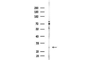 anti-Fibroblast Growth Factor 14 (FGF14) (N-Term) antibody