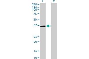 Western Blot analysis of USP24 expression in transfected 293T cell line by USP24 MaxPab polyclonal antibody. (USP24 抗体  (AA 1-309))
