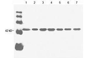 Lane 1: 20 µg Hela cell lysate Lane 2: 20 µg sp2/0 cell lysate Lane 3: 20 µg goat muscle lysate Lane 4: 20 µg rabbit muscle lysate Lane 5: 20 µg chicken muscle lysate Lane 6: 20 µg CHO cell lysate Lane 7: 20 µg fish muscle lysate Primary antibody: 1 µg/mL Anti-beta-actin Monoclonal Antibody (Mouse) (ABIN396859) Secondary antibody: Goat Anti-Mouse IgG (H&L) [HRP] Polyclonal Antibody (ABIN398387, 1: 20,000) (beta Actin 抗体)