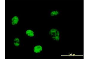 Immunofluorescence of purified MaxPab antibody to PPP1R7 on HeLa cell. (PPP1R7 抗体  (AA 1-360))