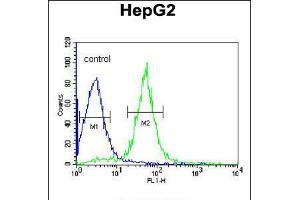 Flow cytometric analysis of HepG2 cells (right histogram) compared to a negative control cell (left histogram). (AIFM2 抗体  (C-Term))