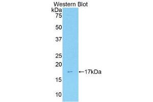 Western Blotting (WB) image for anti-Annexin A3 (ANXA3) (AA 184-318) antibody (ABIN1176347) (Annexin A3 抗体  (AA 184-318))
