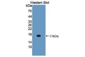 Western Blotting (WB) image for anti-Bactericidal/Permeability Increasing Protein (BPI) (AA 320-457) antibody (ABIN1866935) (BPI 抗体  (AA 320-457))