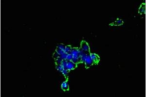 Immunofluorescent analysis of 293 cells using ABIN7153637 at dilution of 1:100 and Alexa Fluor 488-congugated AffiniPure Goat Anti-Rabbit IgG(H+L) (GJC1 抗体  (AA 247-396))