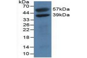 Western blot analysis of recombinant Human H2AFY. (H2AFY 抗体  (AA 109-369))