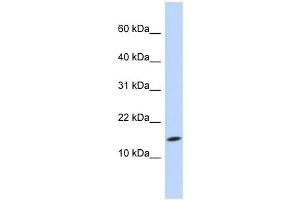 WB Suggested Anti-UBE2D3 Antibody Titration:  0. (UBE2D3 抗体  (N-Term))