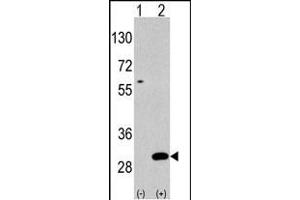 Western blot analysis of UBTD1(arrow) using rabbit polyclonal UBTD1 Antibody (C-term ) polyclonal antibody (ABIN387937 and ABIN2844471). (UBTD1 抗体  (C-Term))