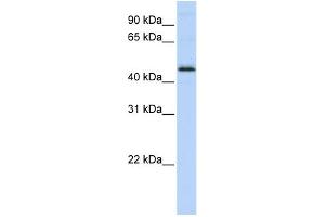 WB Suggested Anti-DEK Antibody Titration:  0.