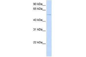 ACVR1 antibody used at 1 ug/ml to detect target protein. (ACVR1 抗体  (N-Term))