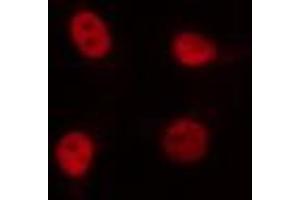 ABIN6274380 staining 293 cells by IF/ICC. (NFIL3 抗体  (C-Term))
