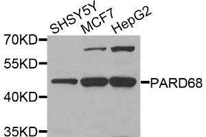 Western blot analysis of extracts of various cells, using PARD6B antibody. (PARD6B 抗体)