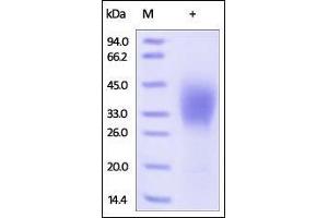 SDS-PAGE (SDS) image for CD58 (CD58) (AA 29-215) protein (His tag) (ABIN2180813)