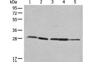Western blot analysis of 293T Hela 231 HEPG2 and A431 cell lysates using RPL14 Polyclonal Antibody at dilution of 1:800 (RPL14 抗体)