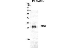 Western Blot analysis of RAT-MUSCLE cells using Hox-C6 Polyclonal Antibody diluted at 1:2000.