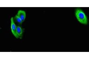 Immunofluorescent analysis of HepG2 cells using ABIN7166464 at dilution of 1:100 and Alexa Fluor 488-congugated AffiniPure Goat Anti-Rabbit IgG(H+L) (PAR1 抗体  (AA 42-102))