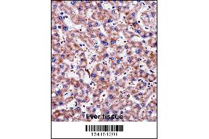 TAGLN2 Antibody immunohistochemistry analysis in formalin fixed and paraffin embedded human liver tissue followed by peroxidase conjugation of the secondary antibody and DAB staining. (TAGLN2 抗体  (C-Term))