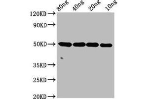 Western Blot Positive WB detected in Recombinant protein All lanes: ntpcr antibody at 4 μg/mL Secondary Goat polyclonal to rabbit IgG at 1/50000 dilution Predicted band size: 50 kDa Observed band size: 50 kDa (C1orf57 抗体  (AA 1-185))