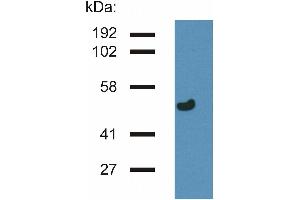 Western blotting analysis of gamma-Tubulin in porcine brain lysate by antibody TU-32 . (TUBG1 抗体  (AA 434-449))