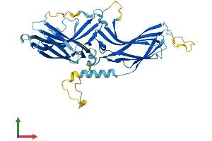 AlphaFold protein structure predicition of Human Recombinant RGP1 Protein, UniprotID Q92546