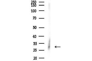 anti-PYD and CARD Domain Containing (PYCARD) (pSer195) antibody