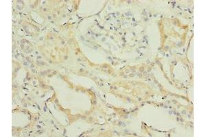 Immunohistochemistry of paraffin-embedded human kidney tissue using ABIN7152421 at dilution of 1:100 (FBXO28 抗体  (AA 251-368))