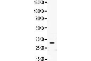 Observed bind size: 30KD (PRNP 抗体  (AA 143-230))