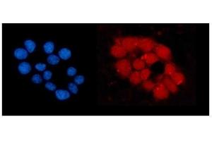 IF analysis of ORC5L/ORC5 using anti-ORC5L/ORC5 antibody (ABIN7603077).