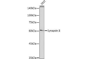 Western blot analysis of extracts of 293T cells, using Synapsin II Rabbit mAb (ABIN7270662) at 1:1000 dilution. (SYN2 抗体)