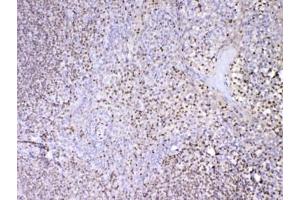 IHC testing of FFPE human tonsil tissue with PAX5 antibody at 1ug/ml. (PAX5 抗体)