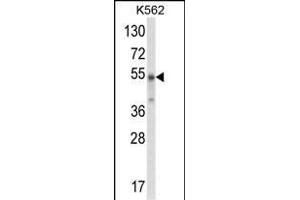 Western blot analysis of WDSUB1 Antibody (Center) (ABIN652763 and ABIN2842501) in K562 cell line lysates (35 μg/lane). (WDSUB1 抗体  (AA 303-331))