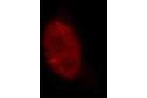 Immunofluorescence (IF) image for anti-Lysine (K)-Specific Demethylase 5A (KDM5A) (AA 1416-1434) antibody (ABIN3201015) (KDM5A 抗体  (AA 1416-1434))