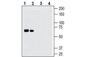 Western blot analysis of mouse brain lysates (lanes 1 and 3) and rat brain lysates (lanes 2 and 4): - 1, 2. (Netrin 1 抗体  (Secreted))